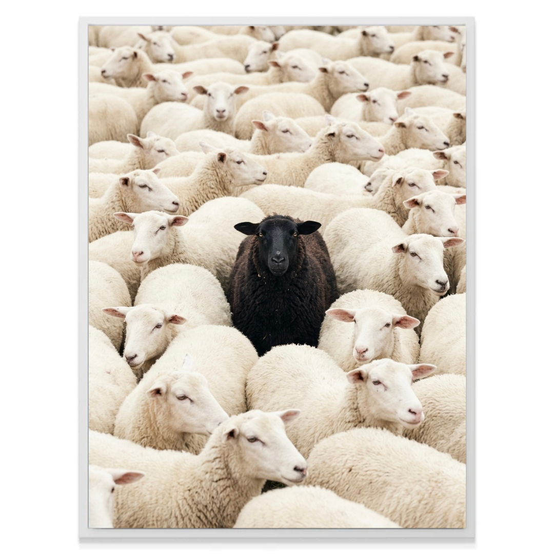 The Black Sheep