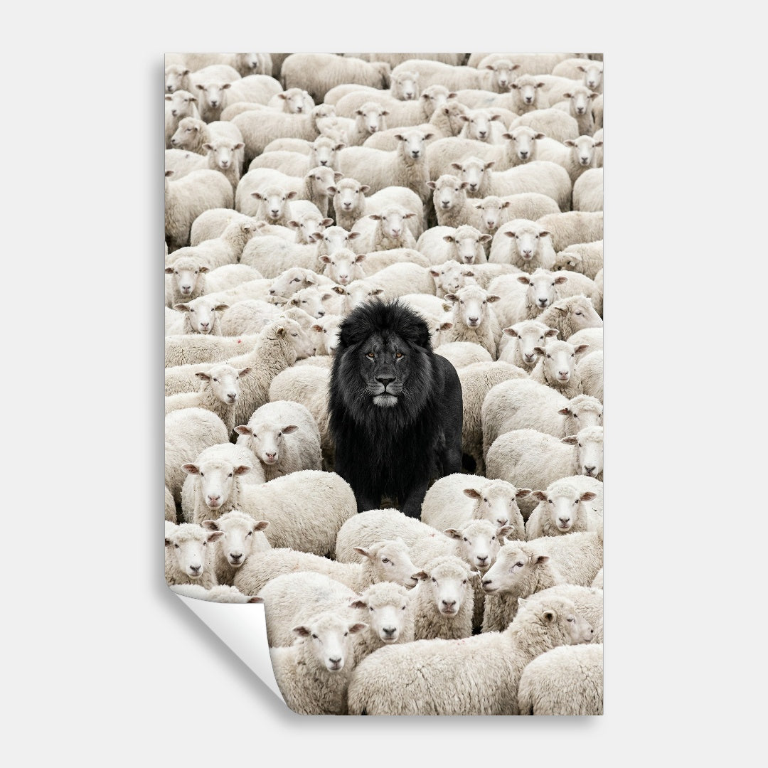 Lion Among Sheep
