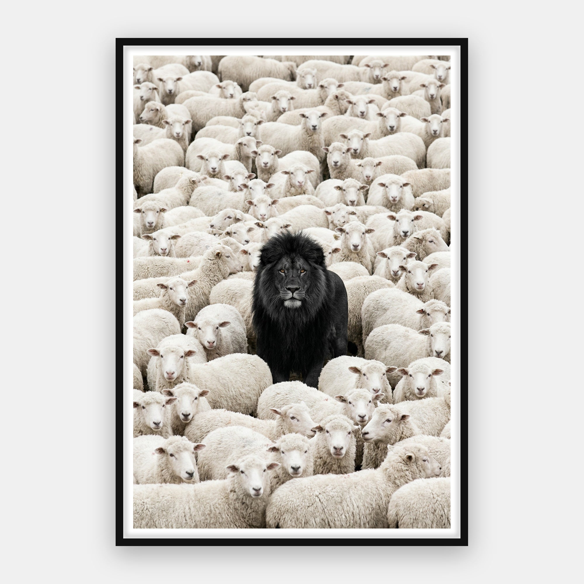 Lion Among Sheep