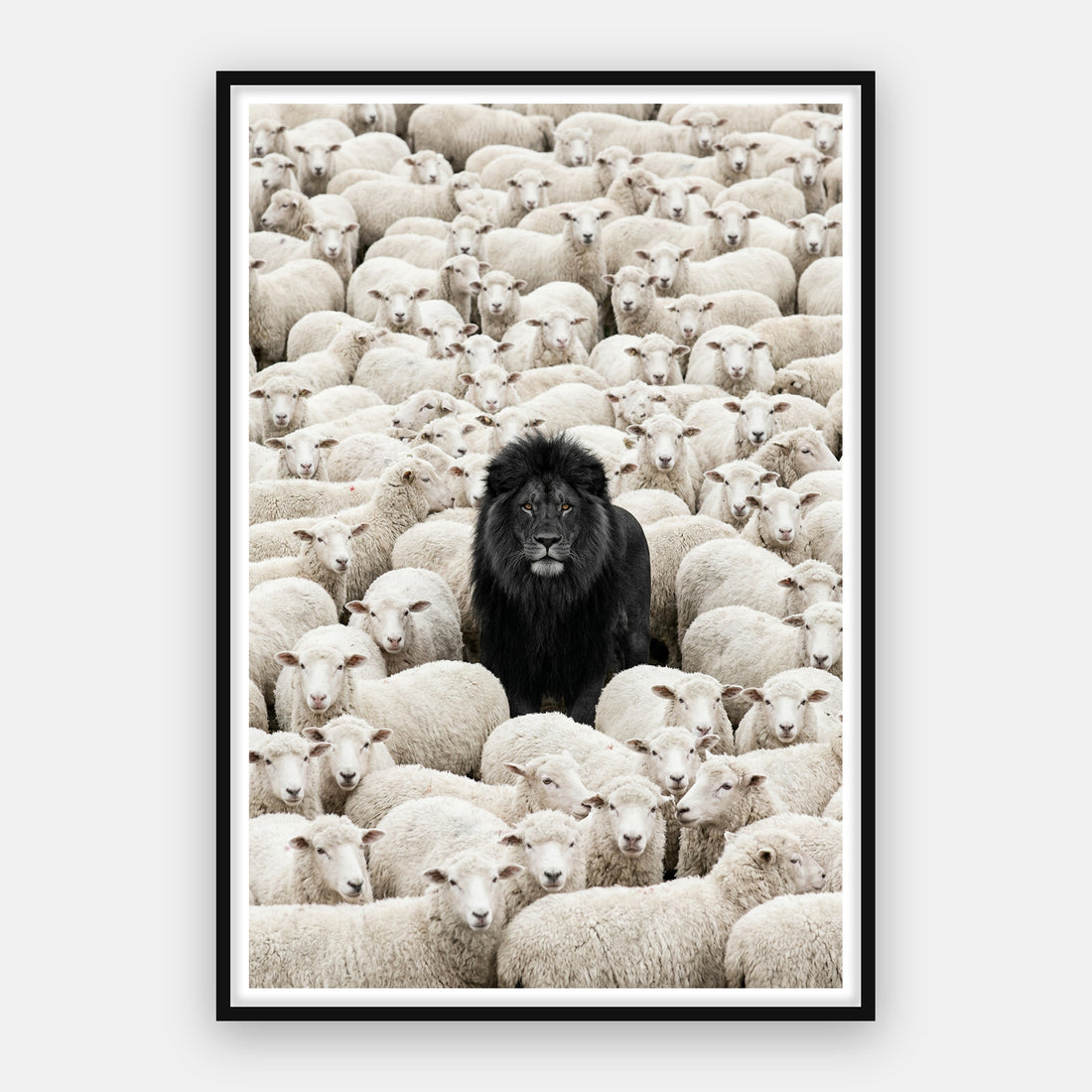 Lion Among Sheep