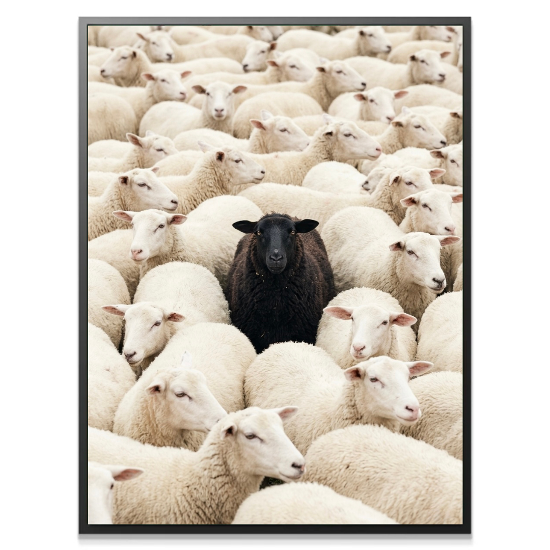 The Black Sheep