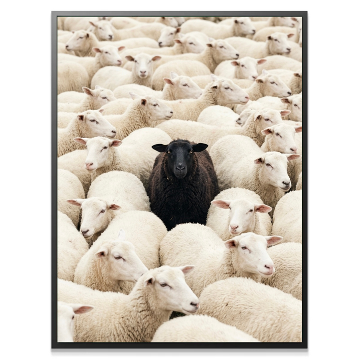 The Black Sheep