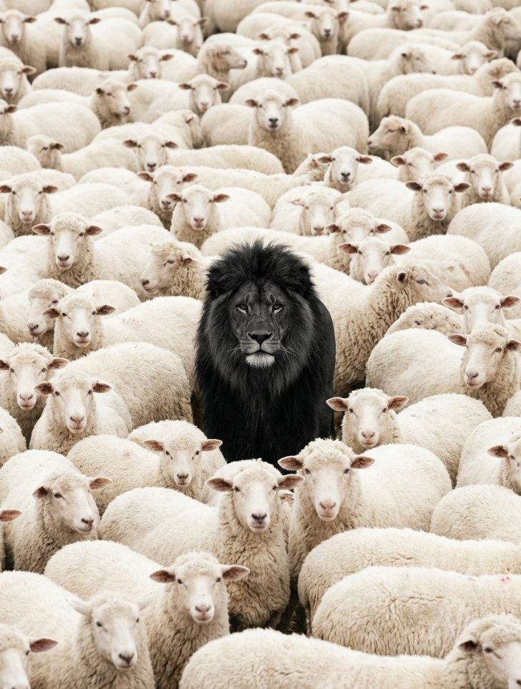 Lion Among Sheep