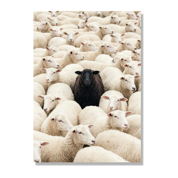 The Black Sheep