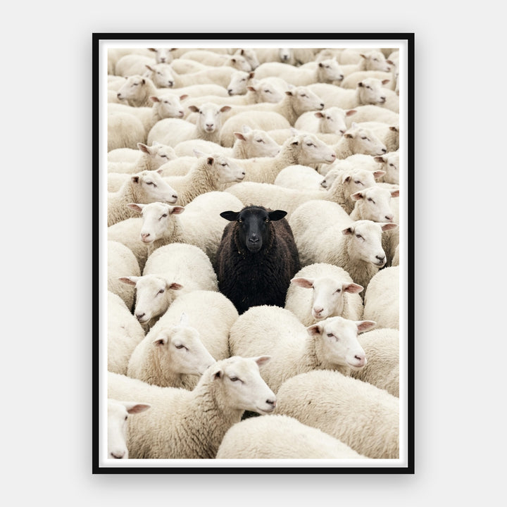 The Black Sheep