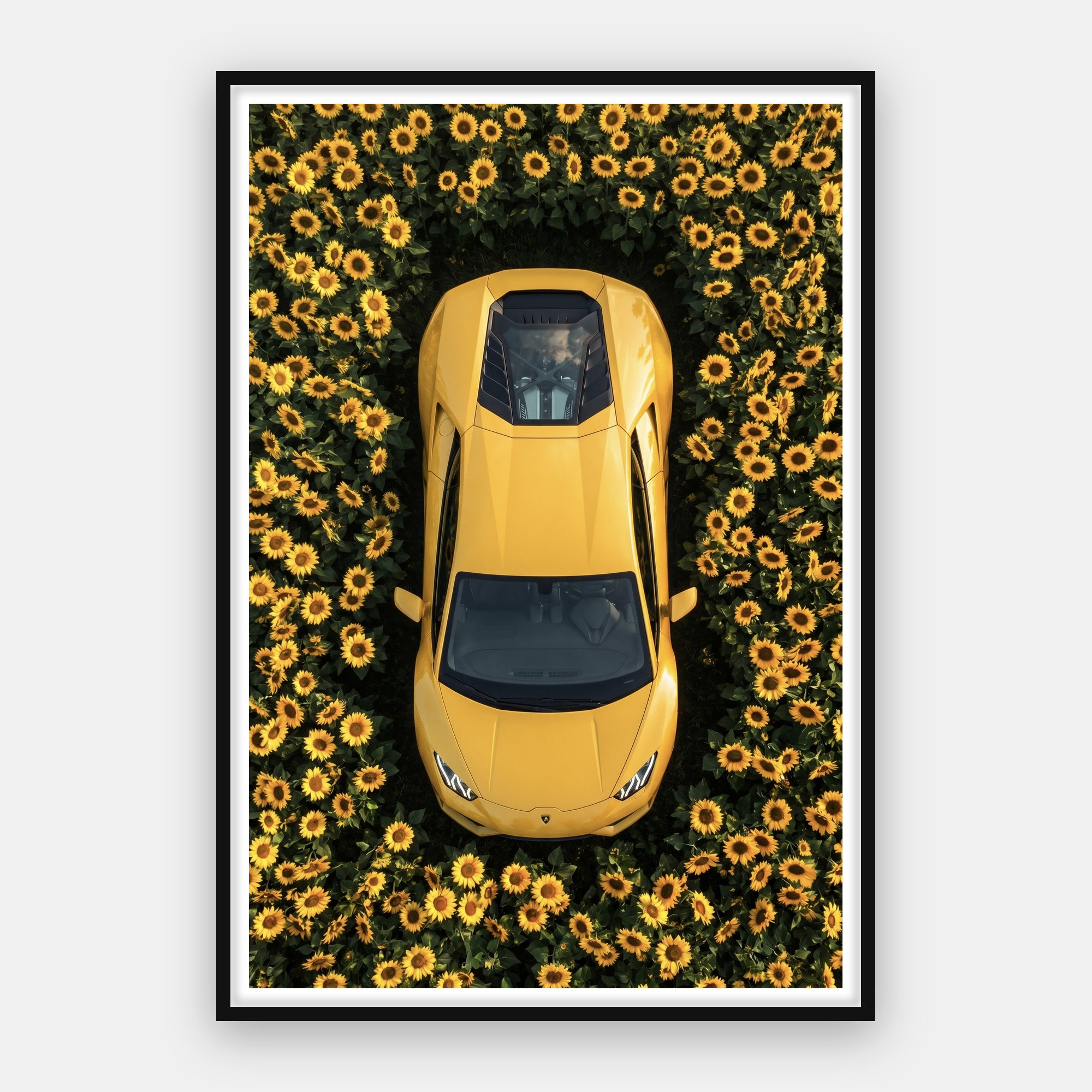 Lamborghini - Sunflower Garden
