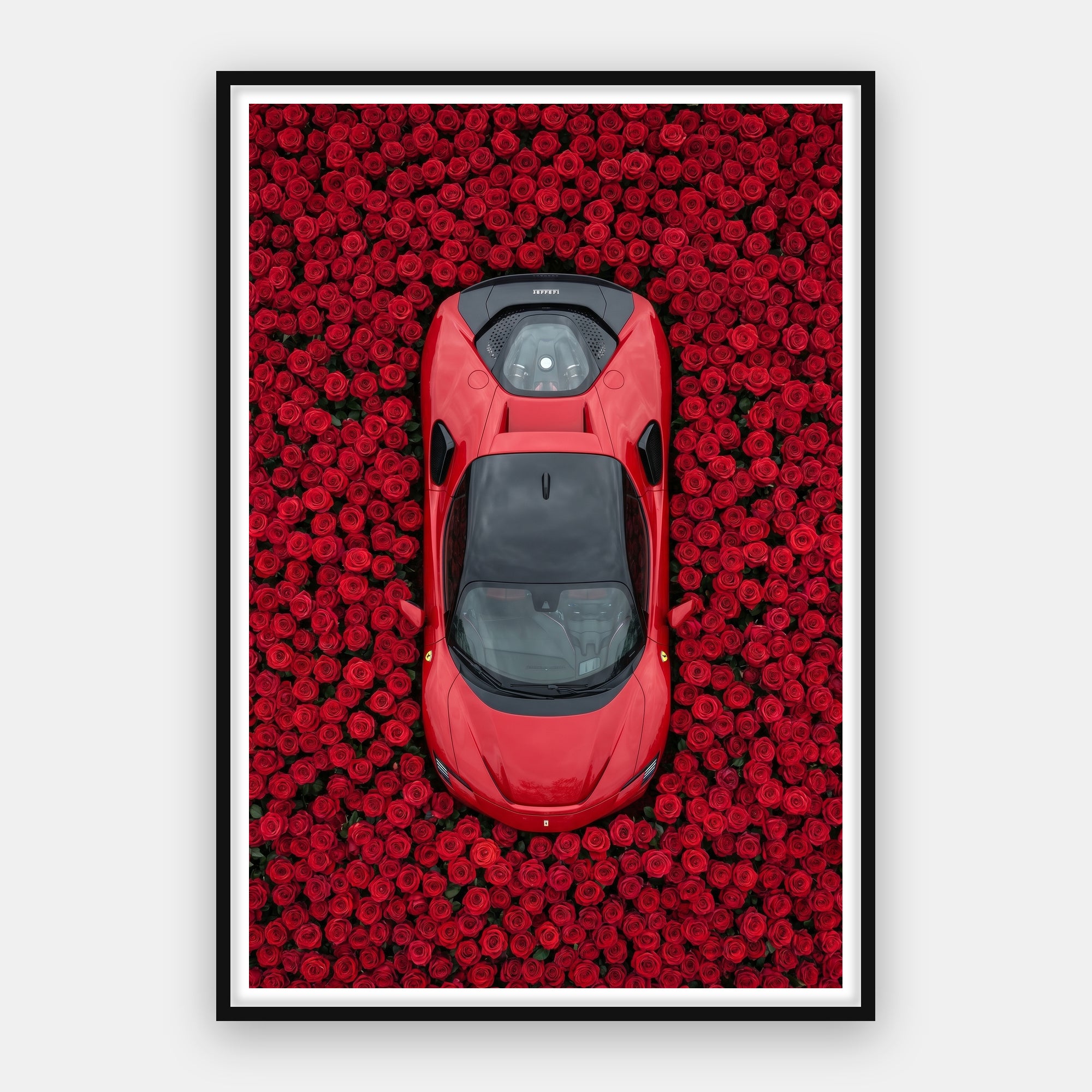 Ferrari - Rose Garden