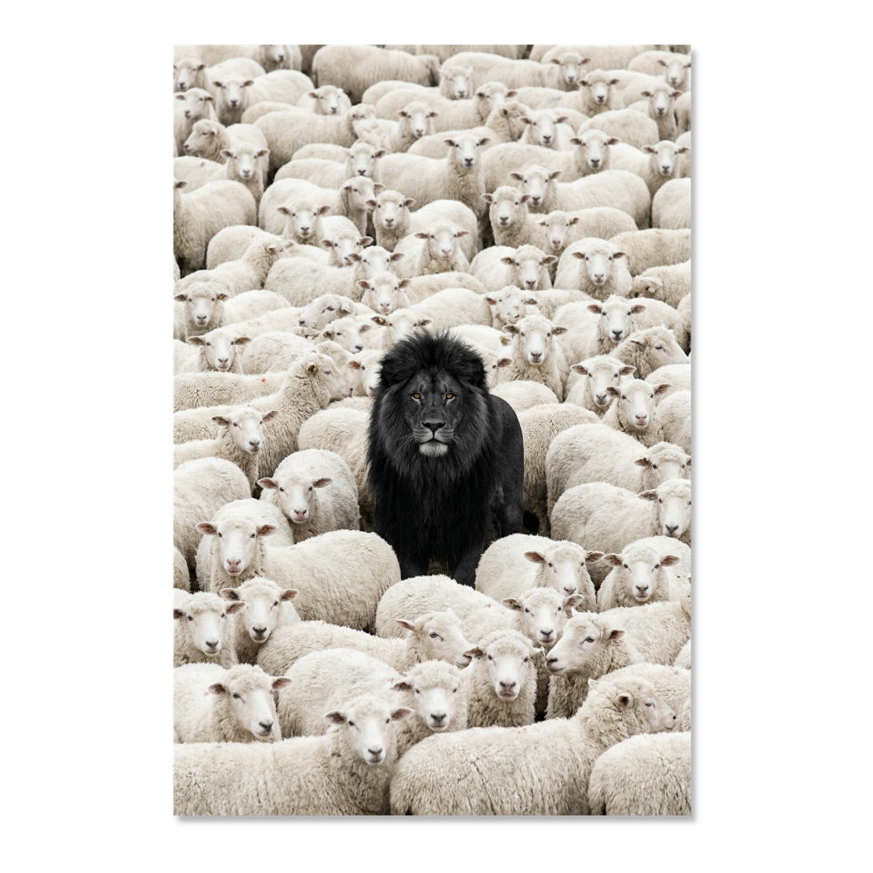 Lion Among Sheep