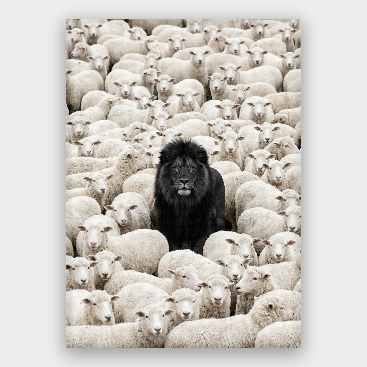 Lion Among Sheep Canvas