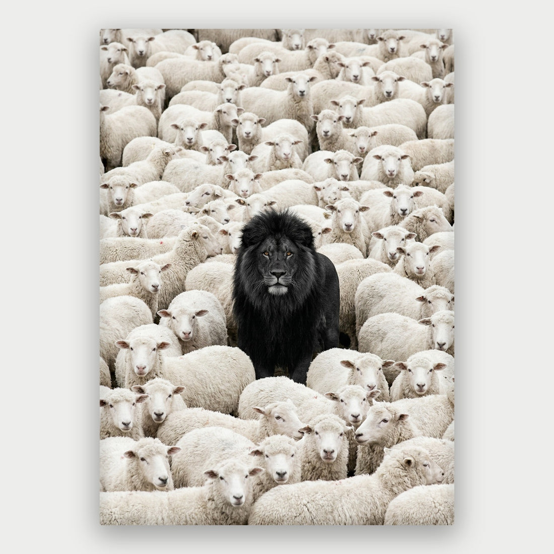 Lion Among Sheep Canvas
